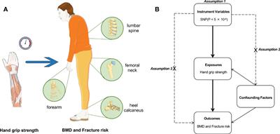 Causal associations of hand grip strength with bone mineral density and fracture risk: A mendelian randomization study